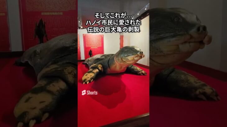 2メートル超の超巨大亀!? ベトナム・ハノイを象徴するホアンキエム湖の寺院【玉山祠 ゴックソン寺院 / Ngoc Son Temple】#shorts