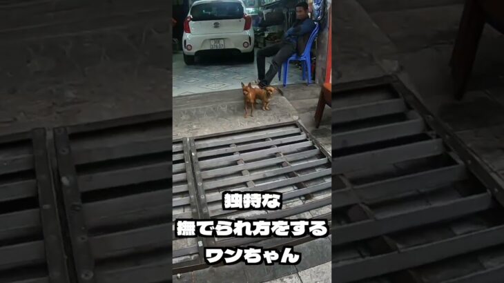 ベトナム ハノイ旅行で見かけた、独特な撫でられ方をする犬