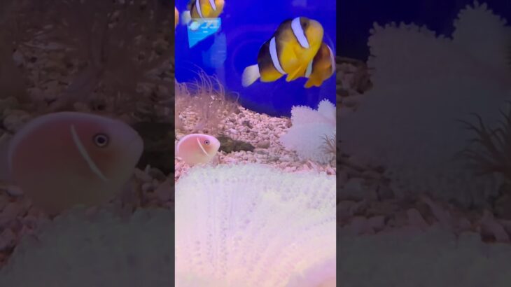 ニャチャンゆる旅 22 ニャチャン海洋研究所（Viện hải dương học Nha Trang）  #50代 #ベトナム #旅行 #vlog #travel #travelvlog