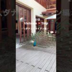ベトナム旅行5泊7日（ダナン＆ホイアン編）セントレア発✈️#shorts #ベトナム #ダナン #ホイアン