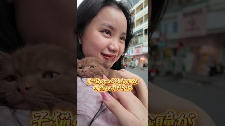 【ホーチミン】探検中に子猫と子猫ちゃんに遭遇、、、！？