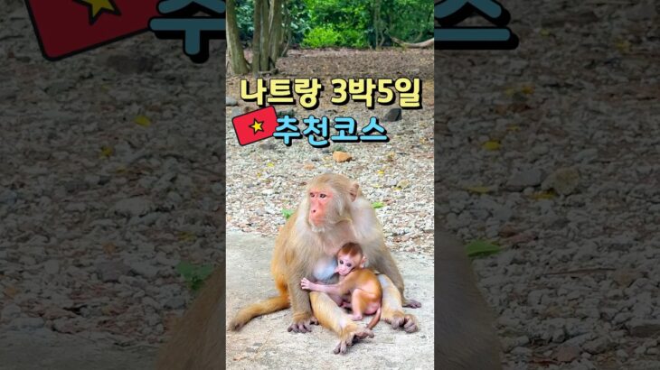 나트랑 3박5일 여행코스 추천일정 1분 정리 🇻🇳