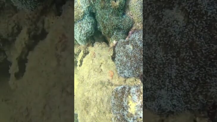 Amazing Corals, Diving in Nha Trang, Vietnam ベトナム、ニャチャンのダイビング、​​素晴らしいサンゴ礁 #vietnam #nature #travel