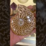 Ammonite “TROPIC SOUVENIR STORE” #souvenir #handicraft #buffalo #ホーチミン旅行 #ベトナム雑貨 #アンモナイト #ammonite