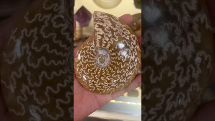 Ammonite “TROPIC SOUVENIR STORE” #souvenir #handicraft #buffalo #ホーチミン旅行 #ベトナム雑貨 #アンモナイト #ammonite