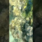 Beautiful Reef, Diving in Nha Trang, Vietnam ベトナム、ニャチャンの美しいサンゴ礁でのダイビング #travel #vietnam #nature