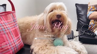 〖June,vlog〗 ベトナムホーチミンひとり旅 | 愛犬と過ごす休日vlog | ローカルカフェや本屋を巡る