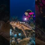 Discover Nha Trang: Top Things to Do! 🌊🏖️ #NhaTrangAdventures #TravelGoals
