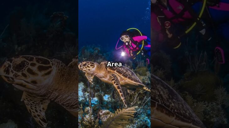 Discover Nha Trang: Top Things to Do! 🌊🏖️ #NhaTrangAdventures #TravelGoals