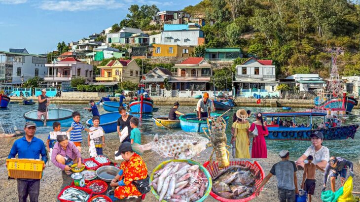 Hòn Đảo Cách Bờ Nha Trang Chỉ Gần 1km | Hải Sản Chất Lượng Người Dân Mến Khách