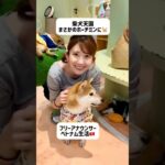 柴犬天国。まさかホーチミンに🐶#ホーチミン #ベトナム#ベトナム生活#ベトナム旅行#ホーチミン旅行#海外生活#フリーアナウンサー