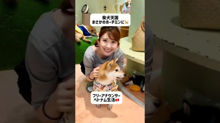 柴犬天国。まさかホーチミンに🐶#ホーチミン #ベトナム#ベトナム生活#ベトナム旅行#ホーチミン旅行#海外生活#フリーアナウンサー