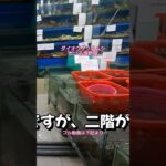 ベトナムのダナンのダイオウグソクムシがいる海鮮屋へ行った #food #seafood #海外旅行 #ベトナム #ベトナム料理 #ダナン #ベトナム旅行 #旅行 #trip #travel