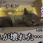 【ホーチミン】かわいい猫に囲まれて幸せな時間…のはずだった