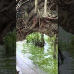 静かな水面！ハノイ観光！