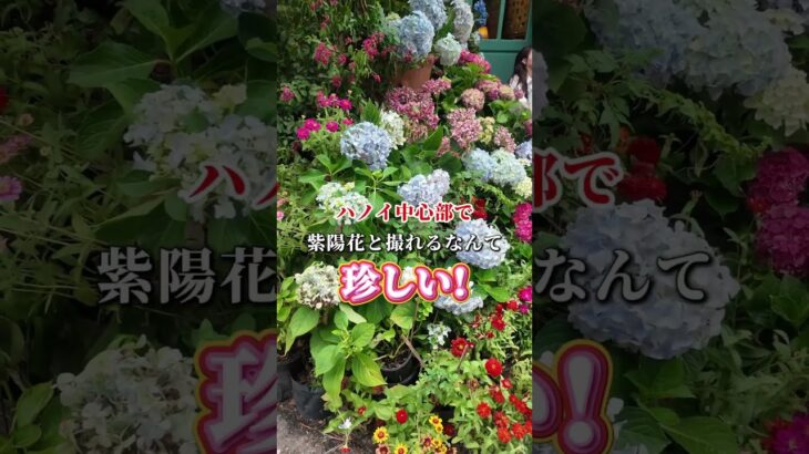 ハノイ中心部で紫陽花？！写真映えカフェのフォトスポット✨