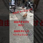 ベトナムの犬が賢すぎた！#ホーチミン #ホーチミン旅行 #vietnam #trip #dogs
