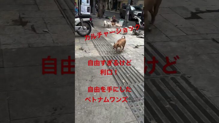 ベトナムの犬が賢すぎた！#ホーチミン #ホーチミン旅行 #vietnam #trip #dogs