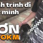 Tôi Đã Đi Hơn 1200km Một Mình | Travel Vlog #1