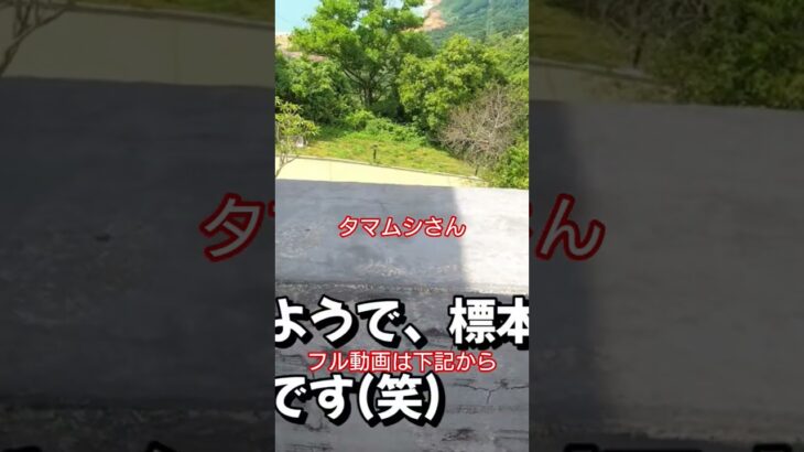 ベトナムのダナンからフエにいくときに珍しいタマムシ発見！！ #旅行 #観光 #海外旅行 #ベトナム #ベトナム旅行 #travel #trip #ダナン #ダナン旅行 #タマムシ #フエ