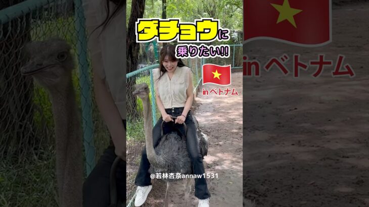 ベトナム旅行でダチョウ乗りに挑戦している自分を実況👊🏻❤‍🔥