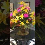 ベトナム旅行🇻🇳アナトール ホテル ハノイ✨ (Anatole Hotel Hanoi)ロビー🪷部屋🪷朝食バイキング🪷プール🪷2025/10　#AnatoleHotel #ハノイ旅行