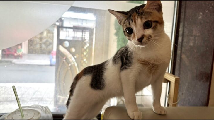 ベトナム ニャチャン、ホーチミン写真旅日記/ Nha Trang, Việt Nam Travel Photo Journal 2025